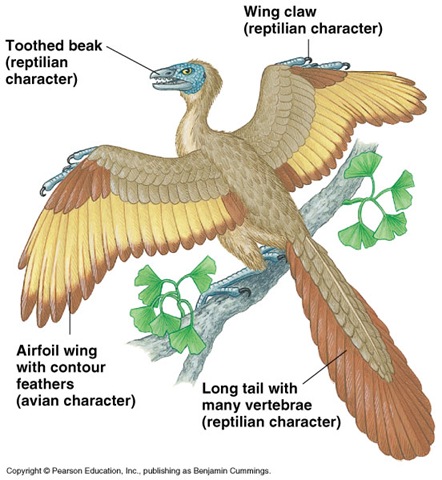 [archaeopteryx6.jpg]