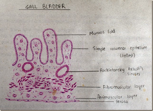 Gall Bladder high resolution histology diagram