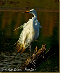 fl Great Egret_ROT2749 Bombay Hook  May 09, 2011 NIKON D3S