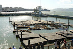Allemaal luie zeeleeuwenin fishermans warf