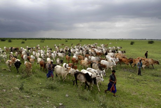 Indian shepherds walk with their cattle in Bagodara, about 75 kilometers (47 miles) west of Ahmedabad, India, 23 August 2012. The showers, which normally run from June to September in large areas of what is now a drought affected Gujarat, are crucial in a country where 60 percent of the population works in agriculture and less than half the farmland is irrigated. India's Meteorological Department has said it expects the country to get at least 10 percent less rain this year than during a normal monsoon, but large parts of the country have been hit much harder. Ajit Solanki / AP Photo