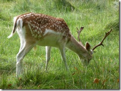 Dunham Massey (10)