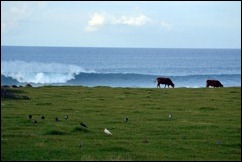 cows with a view