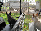 Never Visit a Turkey Right Before Thanksgiving!