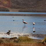 Arica - Parque Nacional Lauca (43 de 48).jpg