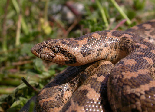 eryx jaculus