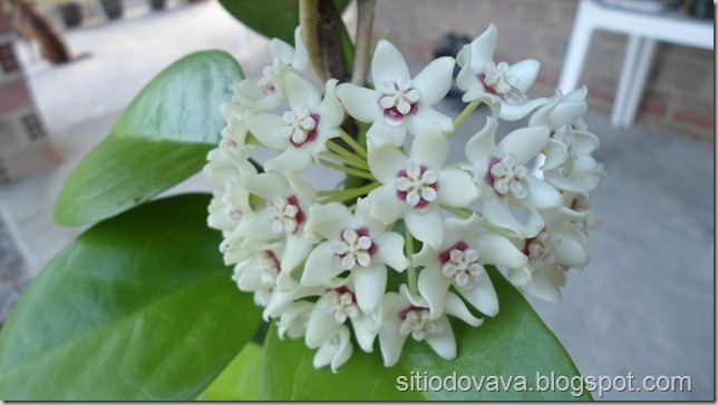 Hoya carnosa