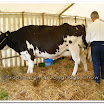 Cattle 023.jpg