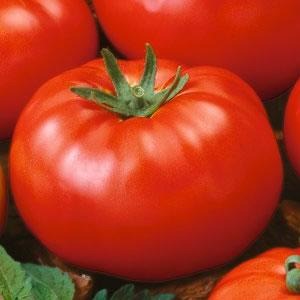 [eco-friendly-organic-garden-beefsteak-tomatoes%255B3%255D.jpg]
