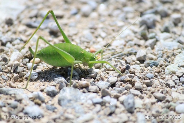 [%255B04%255D_Grilo%255B10%255D.jpg]