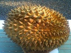 durian 1