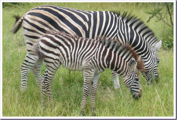 Hoedspruit-África-do-Sul-Safari-Game-Drives-Zebras