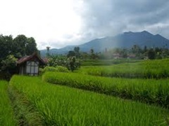 Cara menanam padi sawah Cara menanam padi sawah