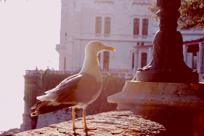[seagul%255B2%255D.jpg]