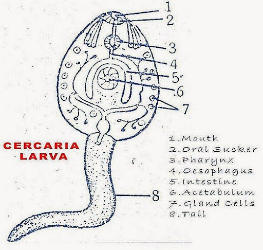 labelled diagram of fasciola hepatica fasciola hepatica diagram fasciola free engine image for labelled diagram of fasciola hepatica fasciola hepatica diagram fasciola free engine image for