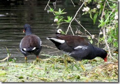 Moorhens