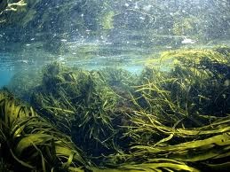[kelp%2520in%2520ocean%255B3%255D.jpg]