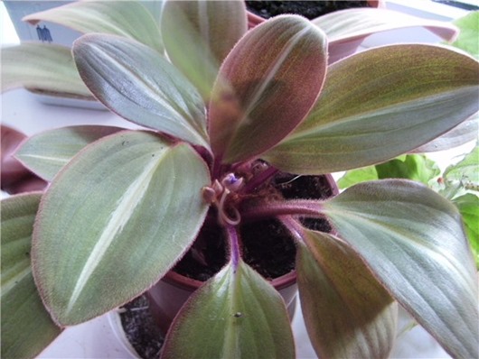 [siderasis_brownish%5B3%5D.jpg]