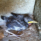 Starling