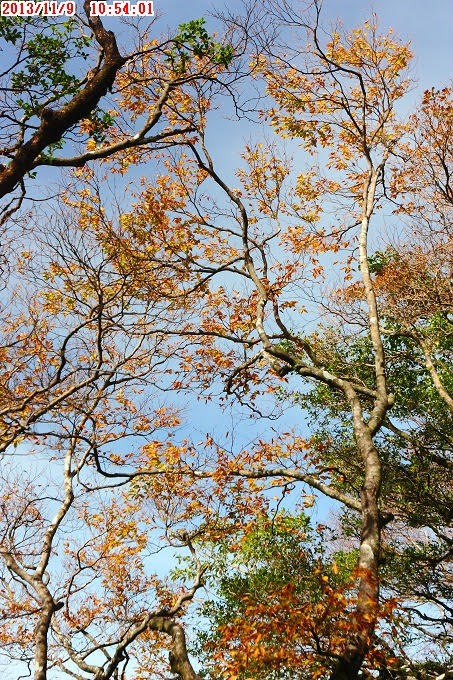 2013_1109_105401 2013_1109_105401
