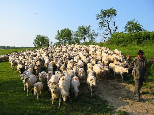 [sheep-and-goats4.jpg]