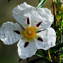 Gum rockrose, jara pringosa