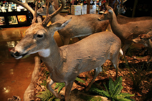 Several mounted deer are on display at Springfield's Bass Pro Shops. Photo Credit: Alex Crowder