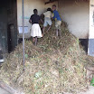 DSCF8925.JPG - Die Bohnen wurden geerntet