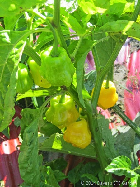 [Trinidad_peppers2.jpg]