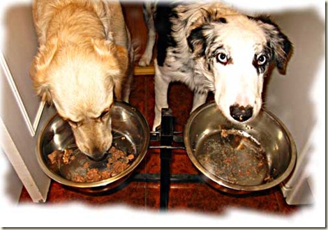 affinity comida para perros6