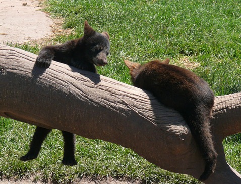 Baby Bears2