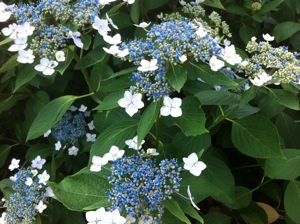 hydrangea
