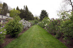 Wow!  The lilac allee is bursting with fragrant blossoms!