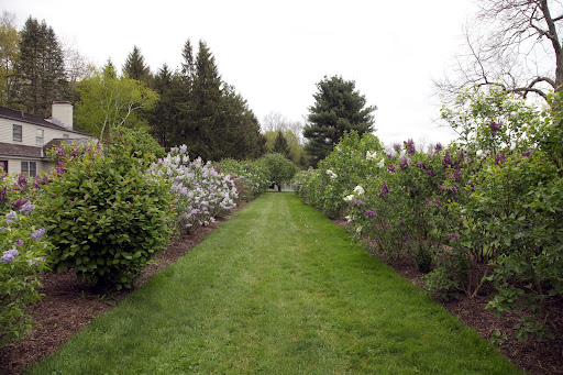 Wow!  The lilac allee is bursting with fragrant blossoms!
