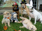 Each year brings different costumes and often a different cast of characters! The lounging Princess Penny seems to be enjoying her first Halloween with the crew!