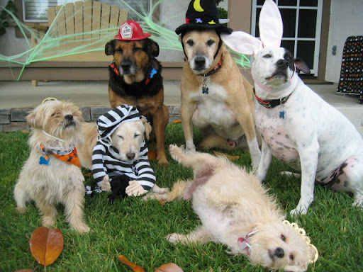 Each year brings different costumes and often a different cast of characters! The lounging Princess Penny seems to be enjoying her first Halloween with the crew! Each year brings different costumes and often a different cast of characters! The lounging Princess Penny seems to be enjoying her first Halloween with the crew!