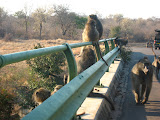 We got caught in the middle of a bridge with a whole crowd of baboons (probably about 100 of them) on it. The big on one the right walked up to our car and then jumped in the rear window when the other Peace Corps Volunteer, Tracy, turned around... it really freaked us all out, but especially the girls in the back. The baboon struggled a bit to grab our bags, and when it finally got one it jumped out and ran off. South Africa - 452.jpg