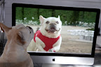 Hmmm...Yes, there is a strong resemblance, but he seems to have many more wrinkles around his neck.