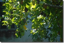 DSC_0031 DSC_0031