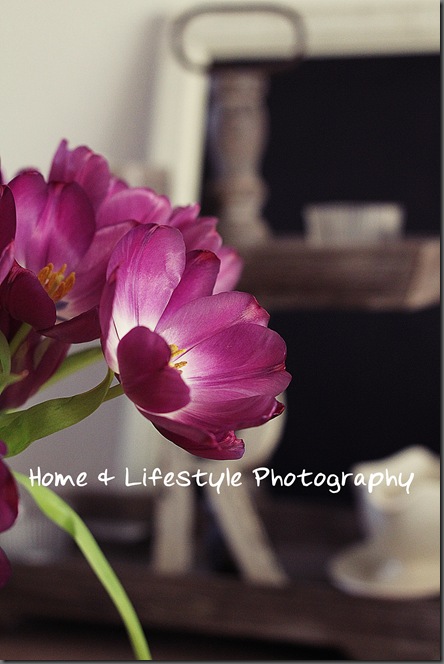 Home & Lifestyle Home & Lifestyle