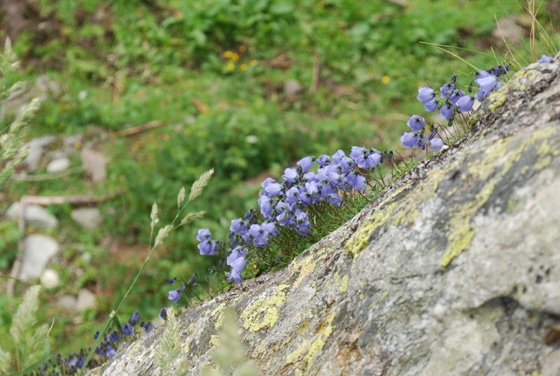 Valle_A._flora_06.jpg Valle A flora 06