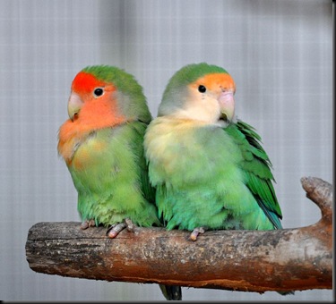 Peach-faced Lovebirds DSC_1316