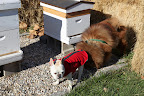 Silly Francesca, as long as you're not trying to steal their honey,  Martha's honeybees are very friendly!