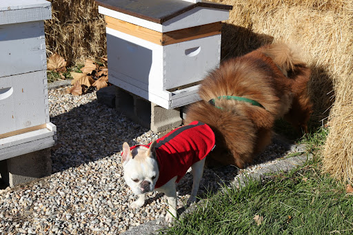 Silly Francesca, as long as you're not trying to steal their honey,  Martha's honeybees are very friendly!
