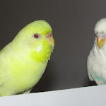 Jan 16-2012 Eggie & Great uncle Beauty.JPG
