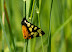 Arctiidae : Arctiinae : Arctia villica LINNAEUS, 1758. Hautes-Lisières (Rouvres, 28), 13 mai 2011. Photo : J.-M. Gayman
