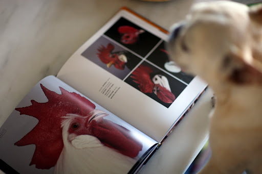 Can you believe the comb on this rooster?  It says he is a Minorca.  Rooster combs are so varied.