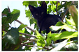 Gatito Negro Macho Busca Dueno