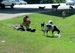 Goats doing the highway cleaning!