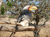 A Southern Hornbill, one of Lora's favorite birds. I personally think they look a bit creepy. South Africa - 448.jpg